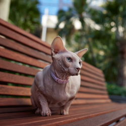 A sphynx cat on a park bench looking especially menacing